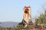 YORKSHIRE TERRIER 205